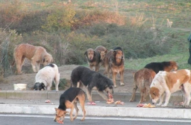 I cani semi-selvatici e le patologie del comportamento