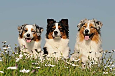 Cani da pastore: attitudini e implicazioni comportamentali