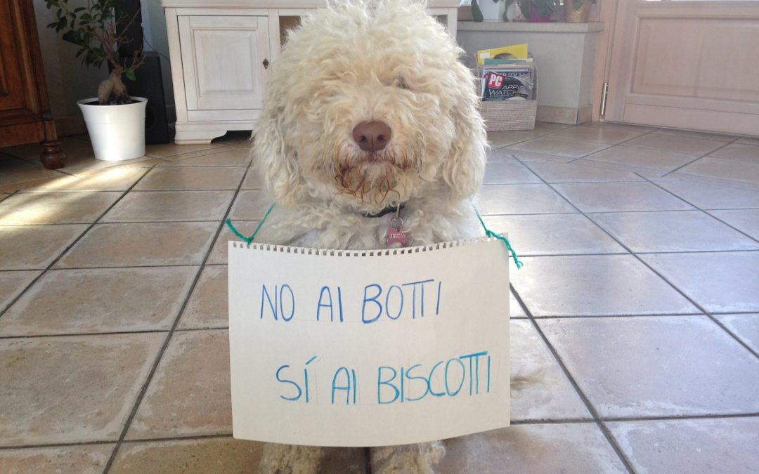 Aiuto il mio cane ha paura dei botti di capodanno!