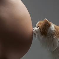 Cani, gatti e gravidanza: Chi ha detto che non si può?