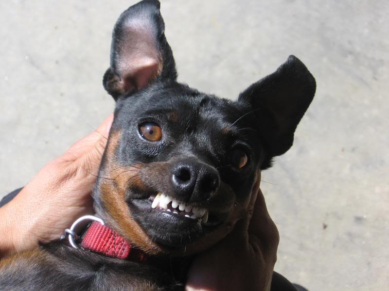 Che rabbia, che nervi!