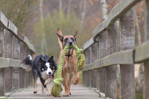 Cani ad alta sensibilità: maneggiare con cura