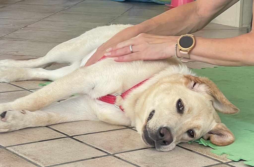 Cani maleducati o disregolati?